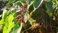 Red Ants Colony: Tree Branch with Folded Green Leaves - Nature\'s Microcosm Stock Footage