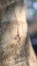 Red ants crawling on coconut tree trunk Royalty Free Stock Photo