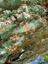 red ants crawling on the mango tree up and down with his team Royalty Free Stock Photo