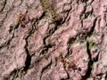 red ants crawling on the mango tree up and down with his team Royalty Free Stock Photo