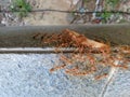 red ants do very good cooperation