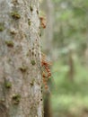 Red ants are exhausted looking for food and are pregnant