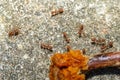 Red ants find food