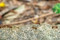 Red ants find food