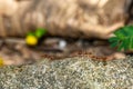 Red ants find food