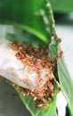 Red ants fire ant, Solenopsis geminate helping each other carry grain of rice. Royalty Free Stock Photo