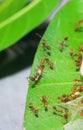 Red ants fire ant, Solenopsis geminate helping each other carry grain of rice.