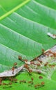 Red ants fire ant, Solenopsis geminate helping each other carry grain of rice.