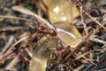 Red ants on the ground Royalty Free Stock Photo