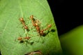 Red ants are helping bring the dead ant back to its nest