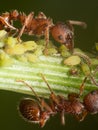 Red Ants herds small green aphids on green plant stem with black Royalty Free Stock Photo