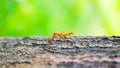 red ants are kissing on a tree, love triangle