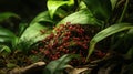 Close-up of a swarm of bright red ants on mossy ground and green leaves in a jungle Royalty Free Stock Photo