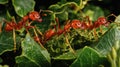 Red Ants Macro Photography Teamwork and Nature Detail Royalty Free Stock Photo