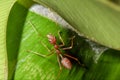 Red ants are on the leaves in nature.