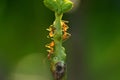 Red ants on long yard bean plant macro photography with blurred background