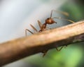 ants are looking for food on branches tree Royalty Free Stock Photo