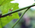 Red ants are looking for food on green branches. Royalty Free Stock Photo