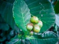 Red ants are looking for food on green fruits Royalty Free Stock Photo