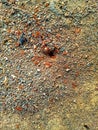 Red ants make nests on the ground Royalty Free Stock Photo