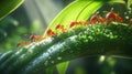 A Line of Red Ants Marching on a Dewy Green Leaf in Sunlight Royalty Free Stock Photo