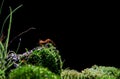 Red ants on a mossy rock with a black background. Royalty Free Stock Photo