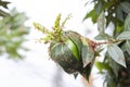 Red Ants in the nest on tree with blur nature background.