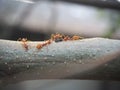 Red ants help bring the food