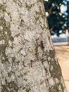 Red ants with seamless tree bark texture stock photo Royalty Free Stock Photo