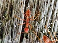 red ants on a slightly split, greenish-gray log