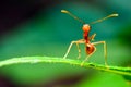 Red Ants stand on green leaves. Royalty Free Stock Photo