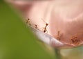 Red ants standing face to face on the leaf