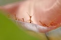 Red ants standing face to face on the leaf