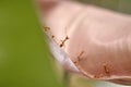 Red ants standing face to face on the leaf