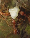 Red Ants struggling for food Royalty Free Stock Photo