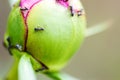 Red ants on the surface of the peony bud. Formica ant. Macro