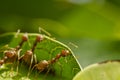 Red ants team work Royalty Free Stock Photo