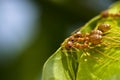 Red ants team work Royalty Free Stock Photo