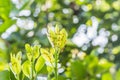 Red ants tending aphids Royalty Free Stock Photo