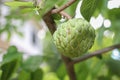 Red Ants tending a herd of mealybugs on unripe green custard apple fruit.