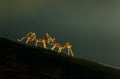 Red Ants on the Tree bark,Garo hills,Meghalaya,India Royalty Free Stock Photo