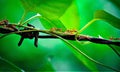 Red ant and green Ã Â¸Âªeaves Royalty Free Stock Photo