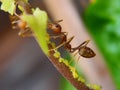 red ants walk on branches of branches