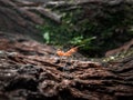 Red ants walk on mossy wood