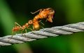 Red ants walking and carry bug body