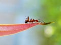 Red ants walking on the ends of red leaves. Royalty Free Stock Photo