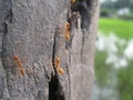 Red ants on a tree