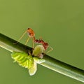 red ants walking on twigs Royalty Free Stock Photo