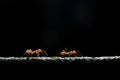 Red ants