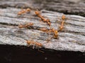 Red Ants Walking on a Wooden Bridge